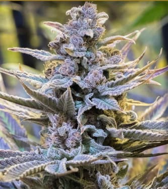 Cookielato > Silent Seeds | Feminized Marijuana   |  Indica