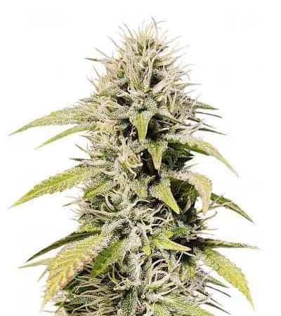 Cookies and Cream > Seed Stockers | Feminisierte Hanfsamen  |  Indica