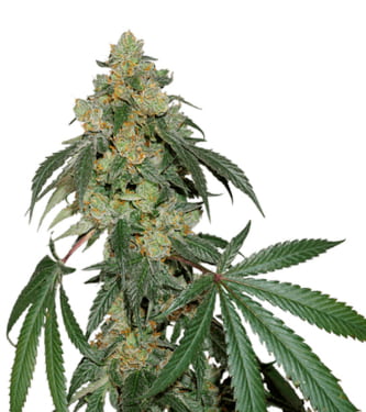 Cookies Fast > Seed Stockers | Feminisierte Hanfsamen  |  Indica