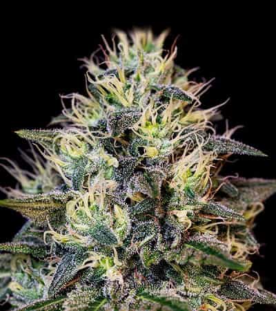 Cookies Gelato > Royal Queen Seeds | Feminized Marijuana   |  hybrid