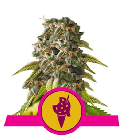 Cookies Gelato > Royal Queen Seeds | Graines Féminisées  |  Hybride