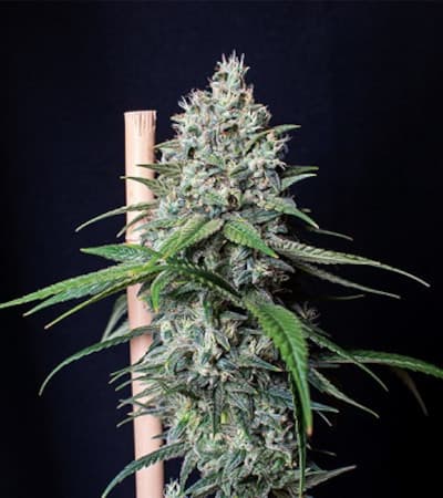 Cookies Gelato > Royal Queen Seeds | Feminized Marijuana   |  hybrid