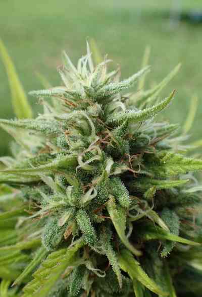 Cookies Krush > Super Strains | Feminisierte Hanfsamen  |  Indica