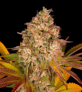 Cookies Kush Auto > Barneys Farm | Autoflowering Cannabis   |  Indica