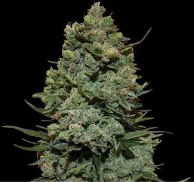 Cookies Kush > Barney\'s Farm | Graines Féminisées  |  Indica