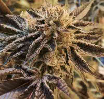 Corleone Kush > The Cali Connection | Semillas feminizadas  |  Índica