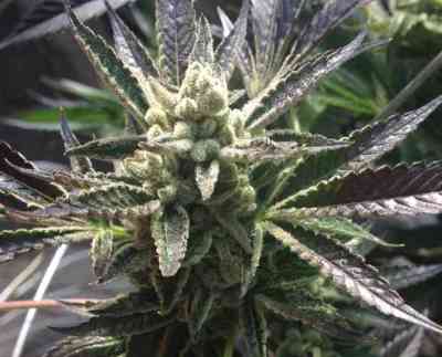 Cornbread > Rare Dankness Seeds | Regular Marijuana   |  Indica