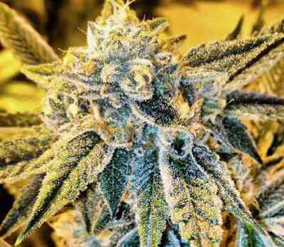 Cornbread > Rare Dankness Seeds | Graines Normal  |  Indica