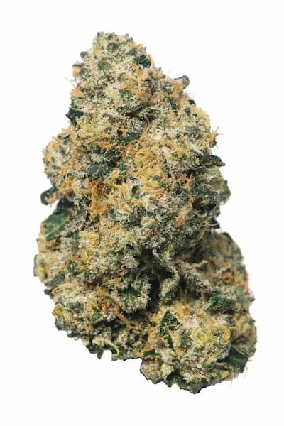 Cosmic Banger semilla > Bask Triangle Farms | Semillas feminizadas  |  Índica