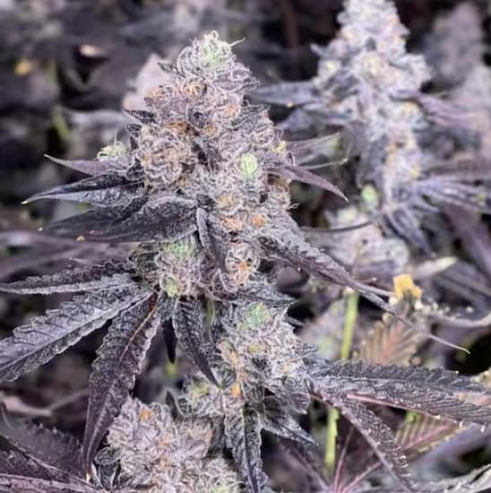 Cosmic Banger semilla > Bask Triangle Farms | Semillas feminizadas  |  Índica