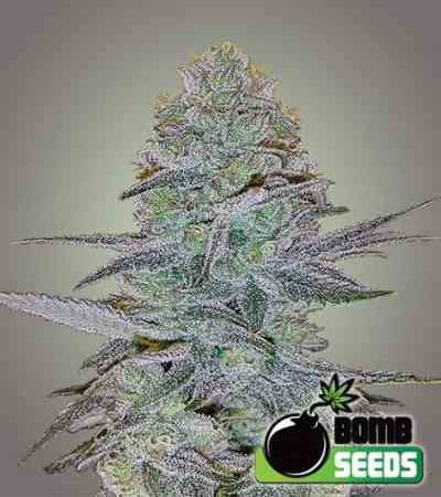 Cosmic Bomb Auto > Bomb Seeds | Autoflowering Cannabis   |  Hybrid