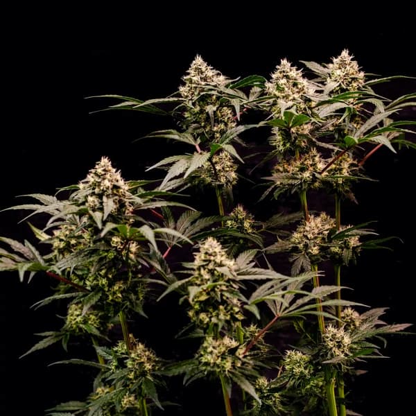 Cosmic Cheddar F1 Seed > Royal Queen Seeds | Feminized Cannabis   |  Hybrid