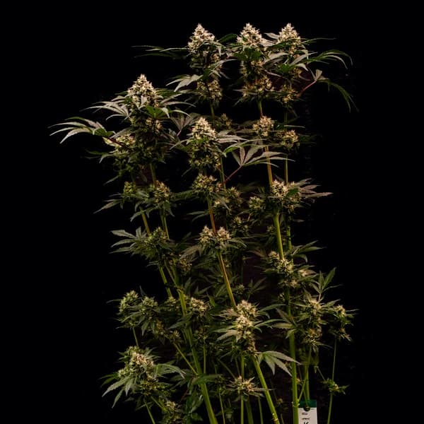 Cosmic Cheddar F1 Seed > Royal Queen Seeds | Feminized Cannabis   |  Hybrid