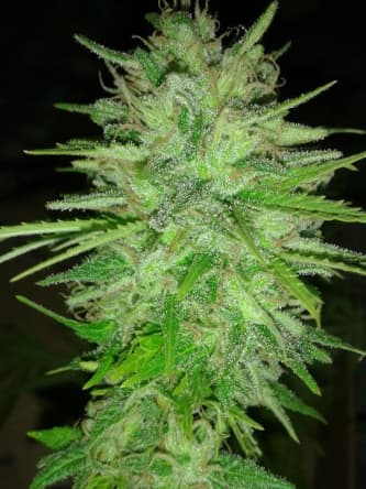 Cotton candy weed seeds
