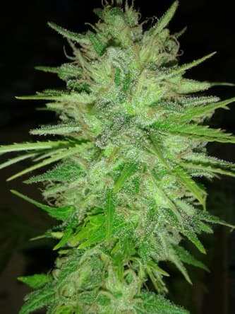 Cotton Candy > Delicious Seeds | Feminized Cannabis   |  Sativa