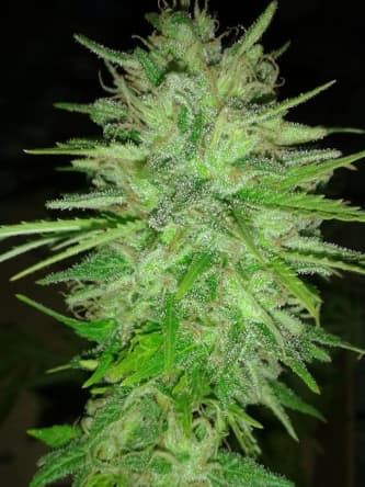 Cotton Candy > Delicious Seeds | Feminized Marijuana   |  Sativa