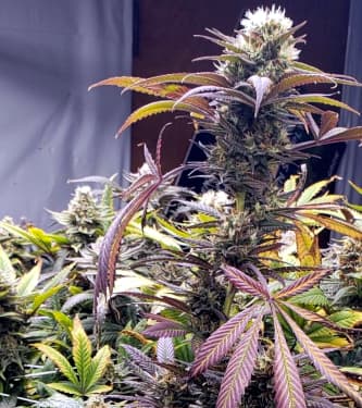 Cotton Candy > Delicious Seeds | Feminized Marijuana   |  Sativa