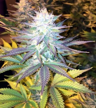 Cotton Candy > Delicious Seeds | Feminized Marijuana   |  Sativa