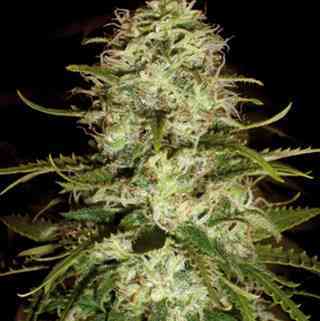 CR+ > Blim Burn Seeds | Feminized Marijuana   |  hybrid