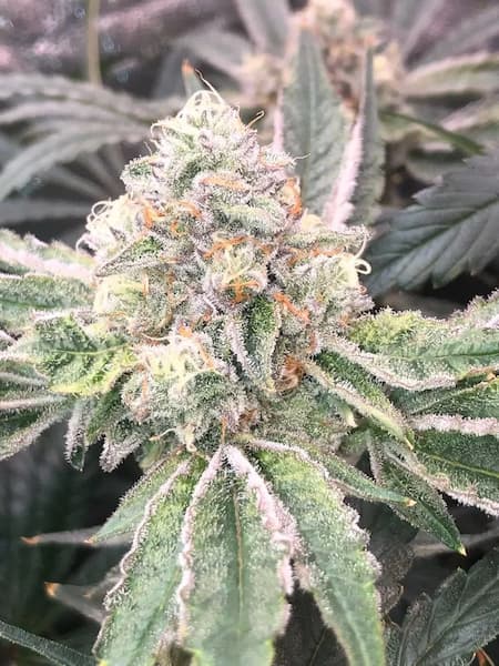 Crazy Banana Seed > Bask Triangle Farms | Regular Cannabis   |  Sativa