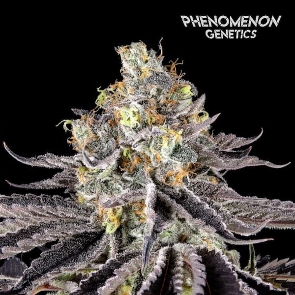 Crazy Melon > Phenomenom Genetics | Feminized Cannabis   |  Indica