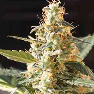 Cream Automatic > Blim Burn Seeds | Autoflowering Cannabis   |  Hybrid