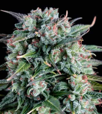 Cream Brulee Auto > Hypno Seeds | Autoflowering Hanfsamen  |  Indica