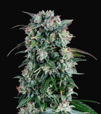 Cream Brulee > Hypno Seeds | Feminisierte Hanfsamen  |  Indica