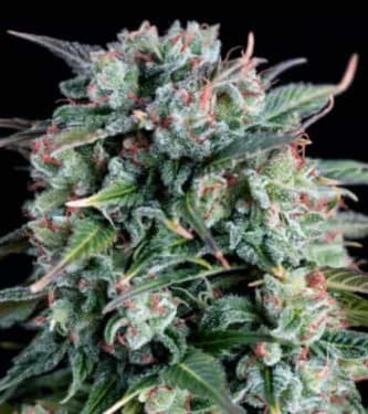 Cream Brulee > Hypno Seeds | Feminisierte Hanfsamen  |  Indica