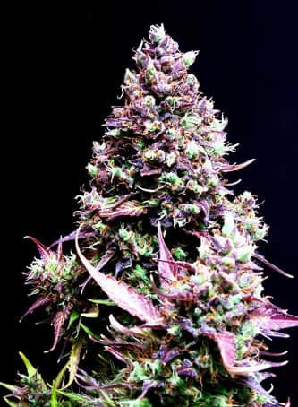 Cream Caramel Auto > Sweet Seeds | Graines Autofloraison  |  Indica