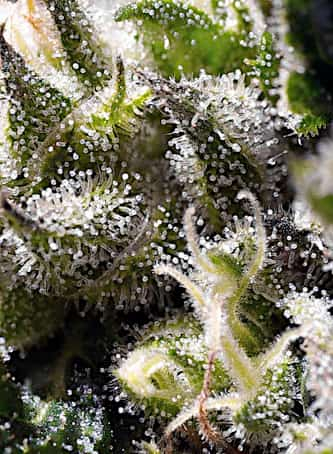 Cream Caramel Auto > Sweet Seeds | Autoflowering Hanfsamen  |  Indica