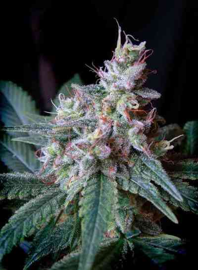 Cream Caramel F1 Fast Version > Sweet Seeds | Feminized Marijuana   |  Indica