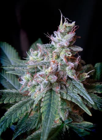 Cream Caramel > Sweet Seeds | Feminized Marijuana   |  Indica