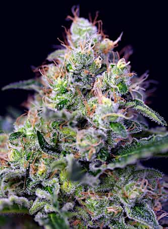 Cream Caramel > Sweet Seeds | Feminisierte Hanfsamen  |  Indica