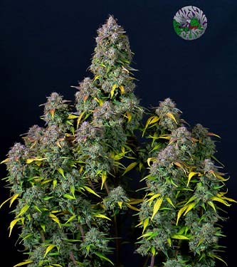 Cream Cookies > Fast Buds Company | Autoflowering Cannabis   |  Indica