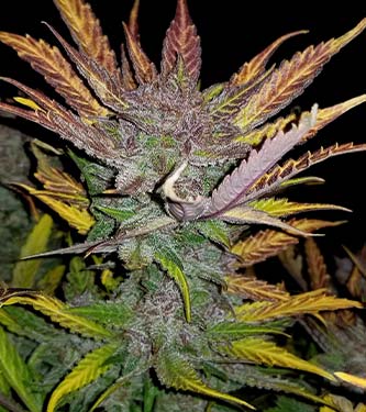 Cream Cookies > Fast Buds Company | Autoflowering Cannabis   |  Indica