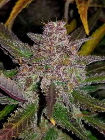 Cream Cookies > Fast Buds Company | Graines Autofloraison  |  Indica