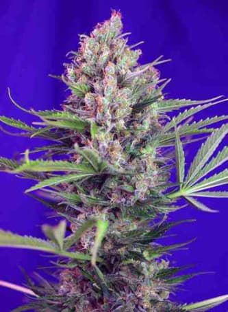 Cream Mandarine F1 Fast Version > Sweet Seeds | Graines Féminisées  |  Hybride