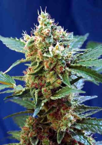 Cream Mandarine XL Auto > Sweet Seeds | Autoflowering Cannabis   |  Hybrid