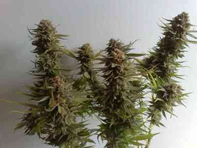 Criminal + > Ripper Seeds | Feminized Marijuana   |  Indica