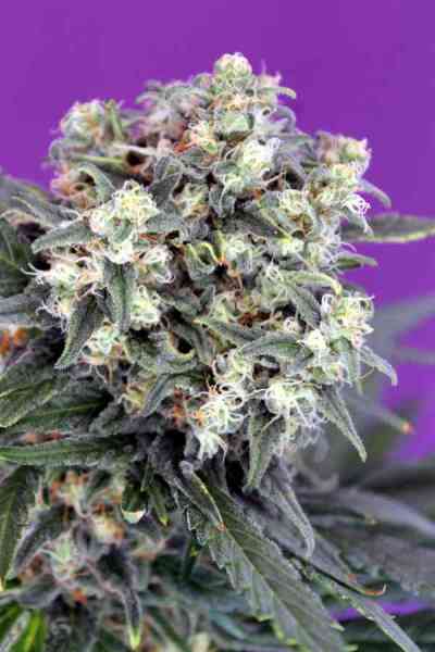 Criminal + > Ripper Seeds | Feminized Marijuana   |  Indica