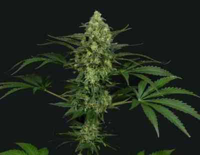 Criminal + > Ripper Seeds | Feminized Marijuana   |  Indica