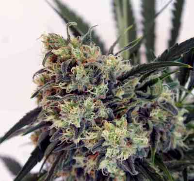 Criminal + > Ripper Seeds | Feminized Marijuana   |  Indica