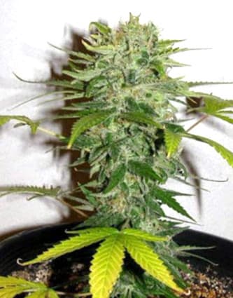 Cristal Limit > KC Brains | Feminisierte Hanfsamen  |  Indica