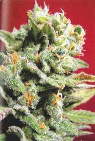 Cristal Limit > KC Brains | Feminisierte Hanfsamen  |  Indica