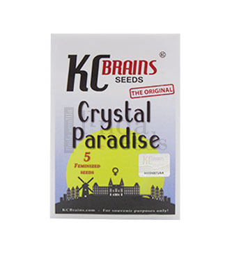 Cristal Paradise > KC Brains | Feminisierte Hanfsamen  |  Hybrid