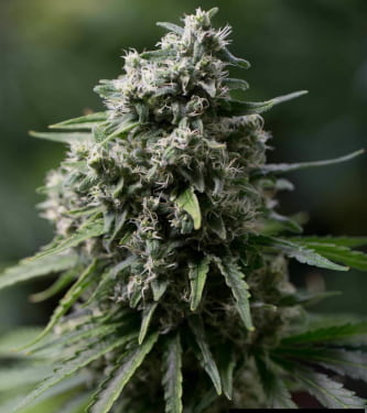 Critical + 2.0 > Silent Seeds | Feminisierte Hanfsamen  |  Indica