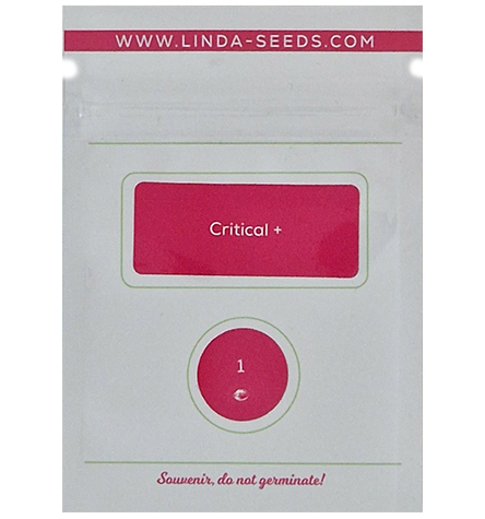 Critical+ > Linda Seeds | Hanfsamen Empfehlungen  |  Günstige Hanfsamen