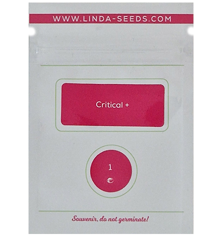 Critical+ > Linda Seeds | NOS RECOMMANDATIONS DE GRAINES DE CANNABIS  |  Graines de Cannabis à prix bas