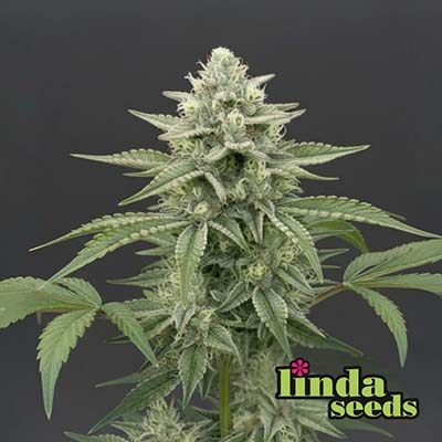 Critical+ 2.0 Samen > Linda Seeds | Hanfsamen Empfehlungen  |  Günstige Hanfsamen